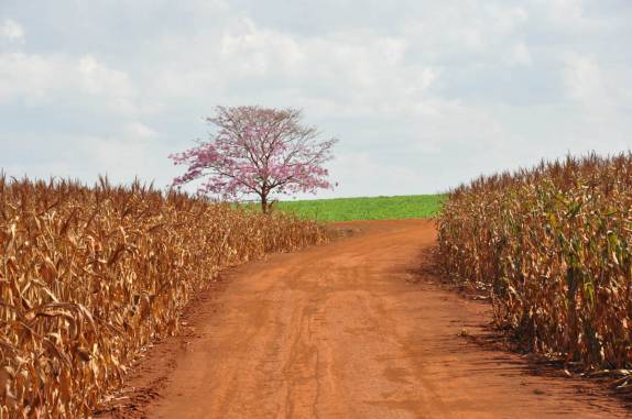 Paisagem colorida na área rural em Rio Verde - GO
